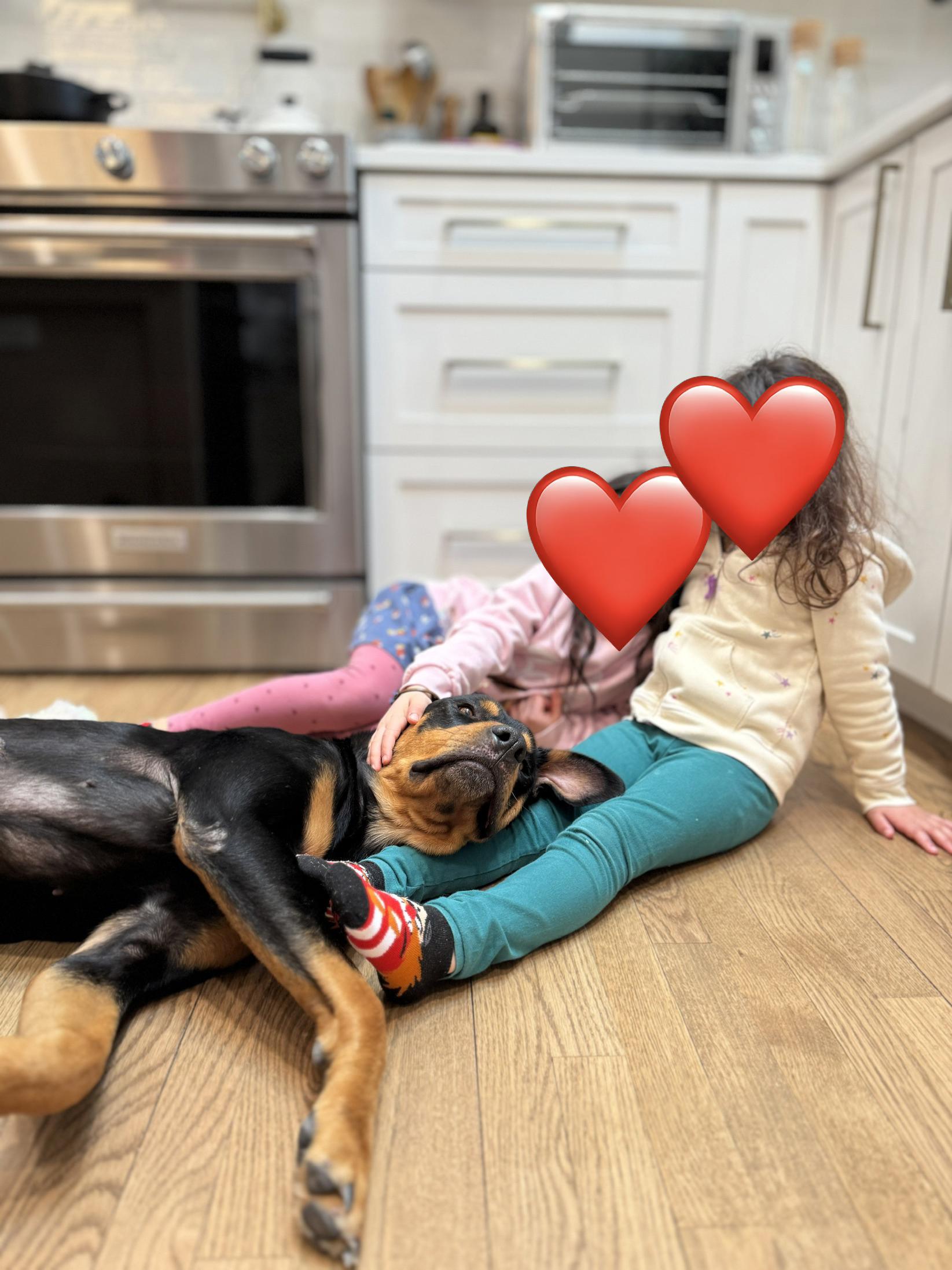 Enlarge Bubbles, a ADOPTABLE mixed breed in Silver Spring, MD image 4/6