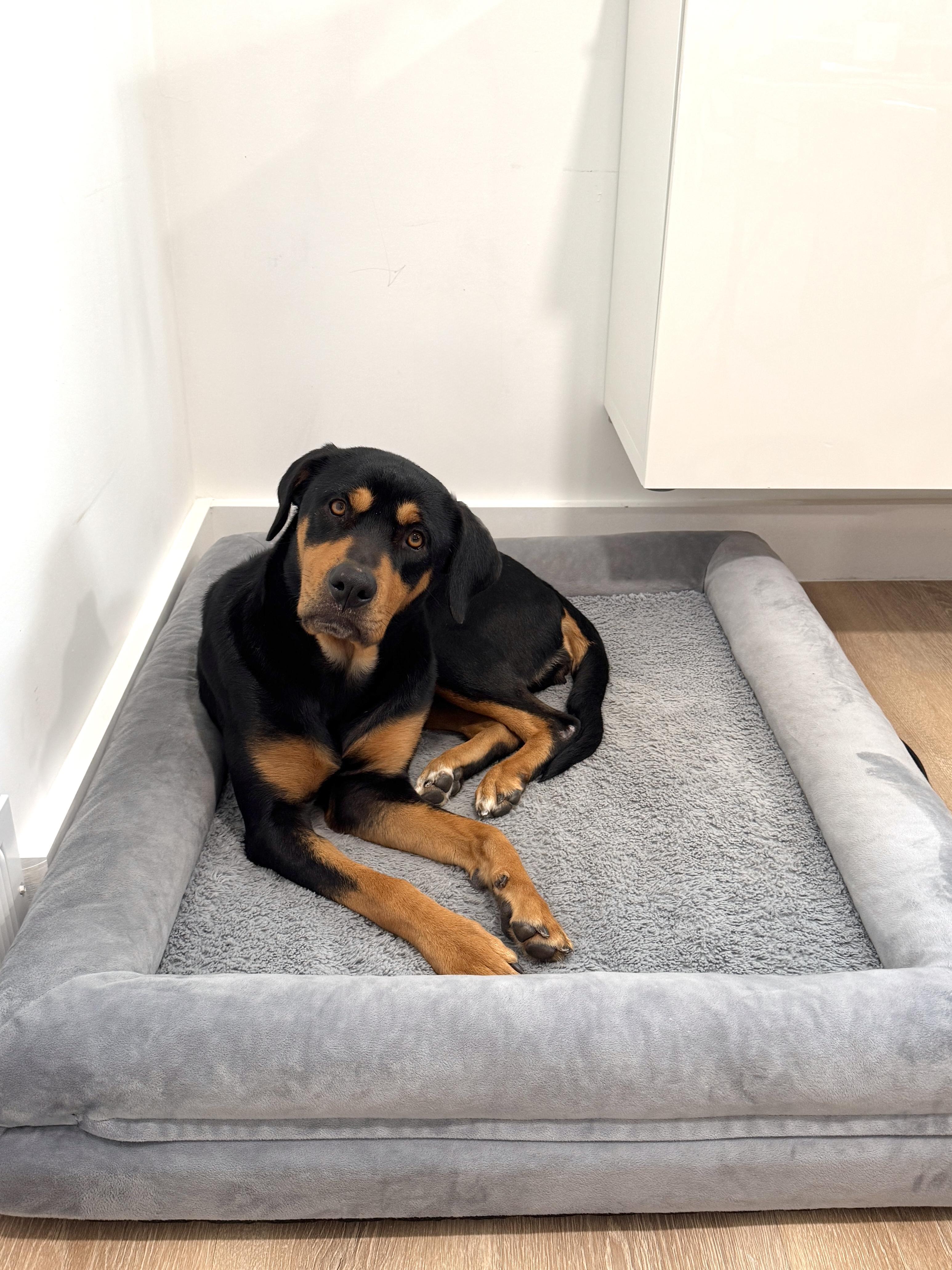 Enlarge Bubbles, a ADOPTABLE mixed breed in Silver Spring, MD image 6/6