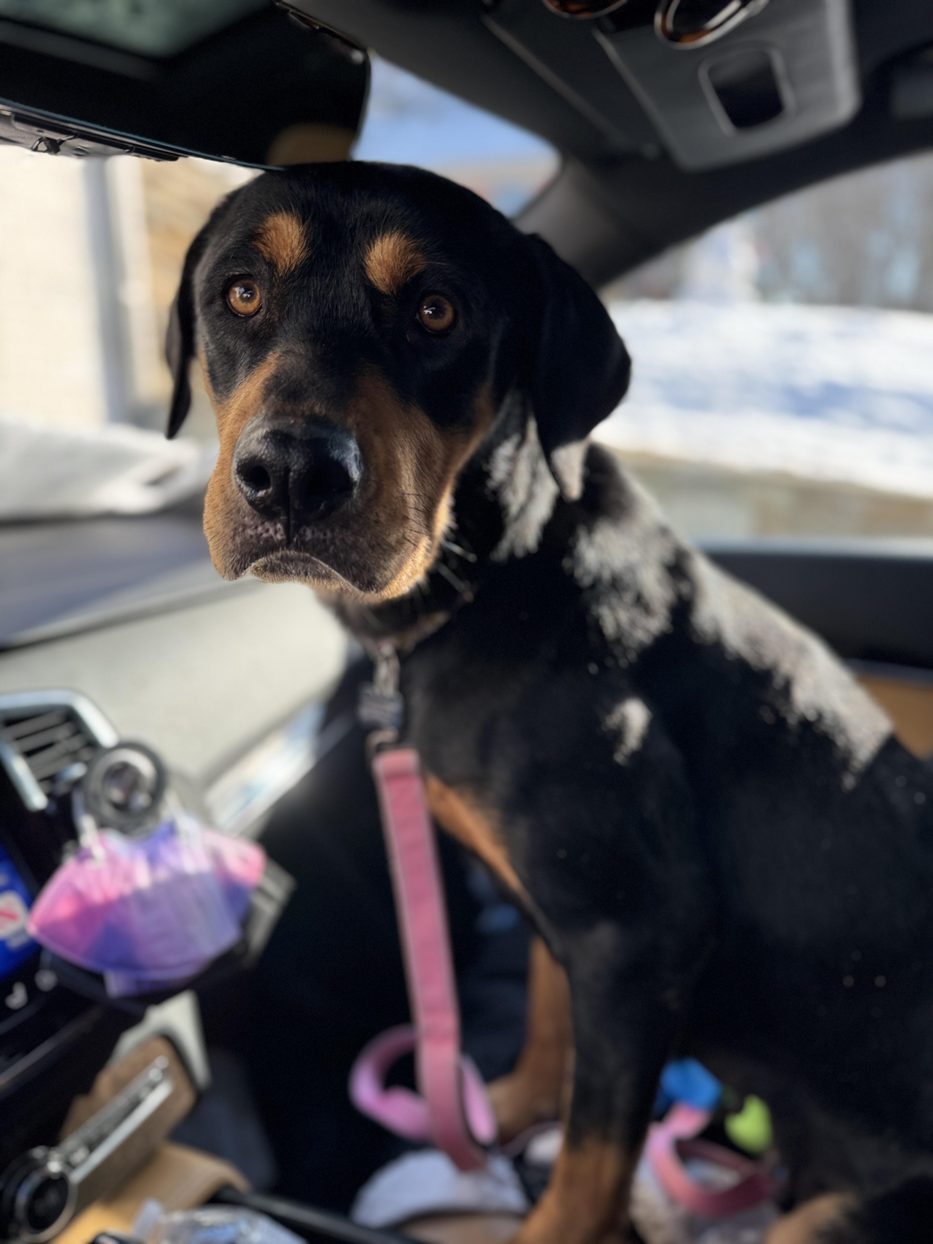 Enlarge Bubbles, a ADOPTABLE mixed breed in Silver Spring, MD image 5/6