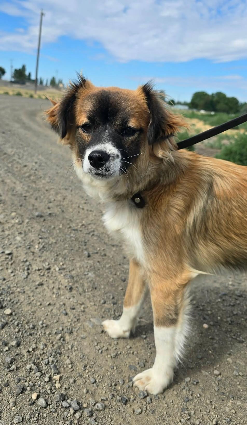 Sizzle, adopted, Adult Female Mixed Breed.