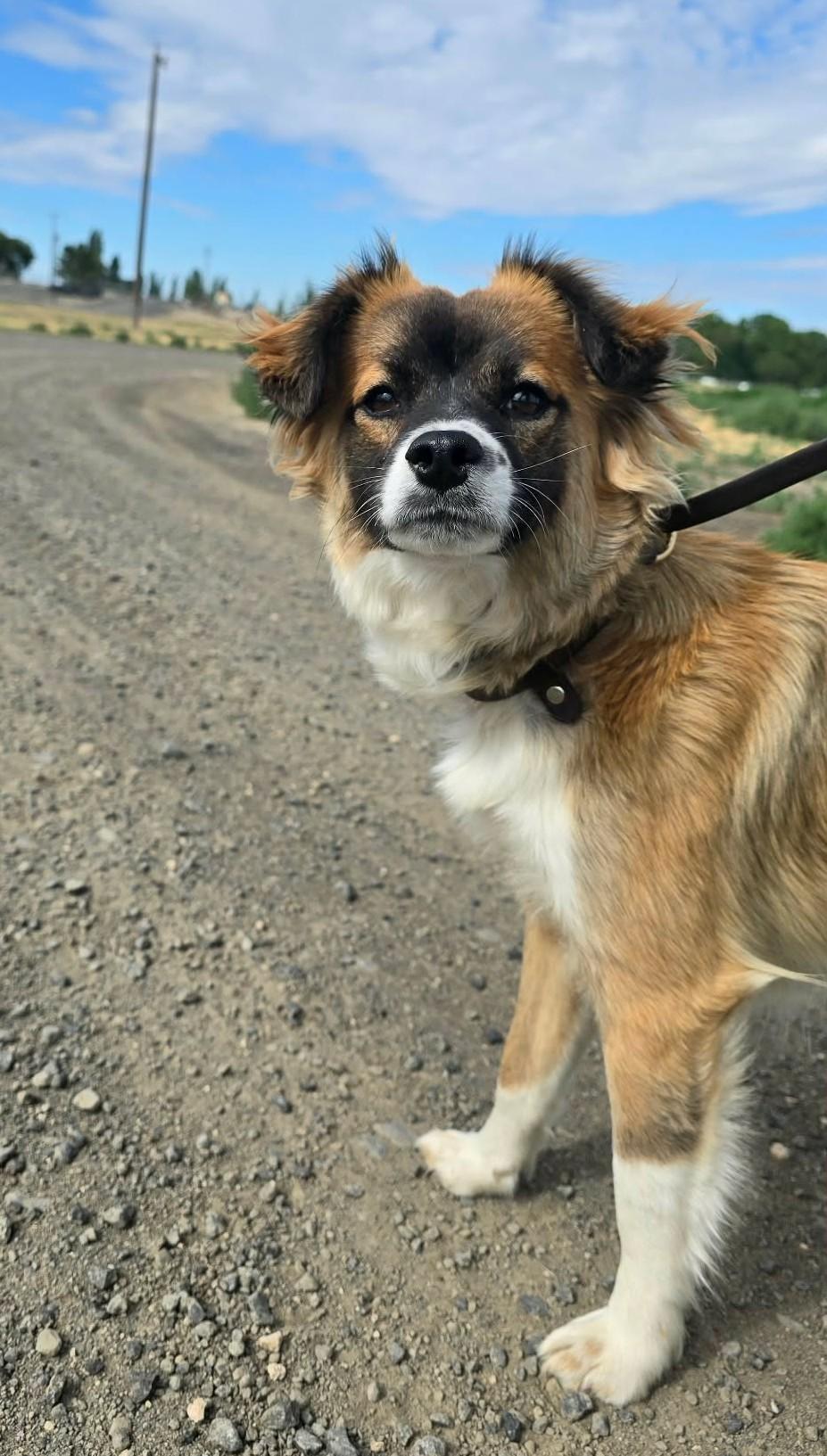 Sizzle, an adopted mixed breed in Othello, WA image 3/3