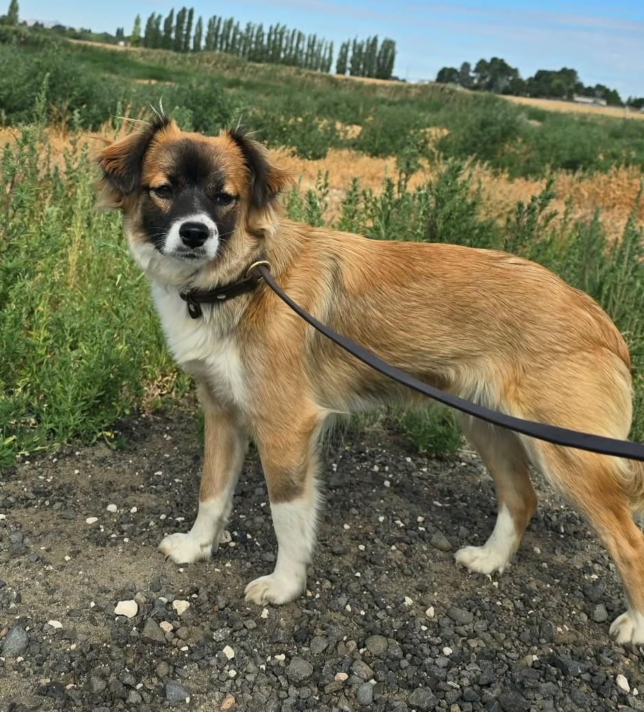 Sizzle, an adopted mixed breed in Othello, WA image 2/3