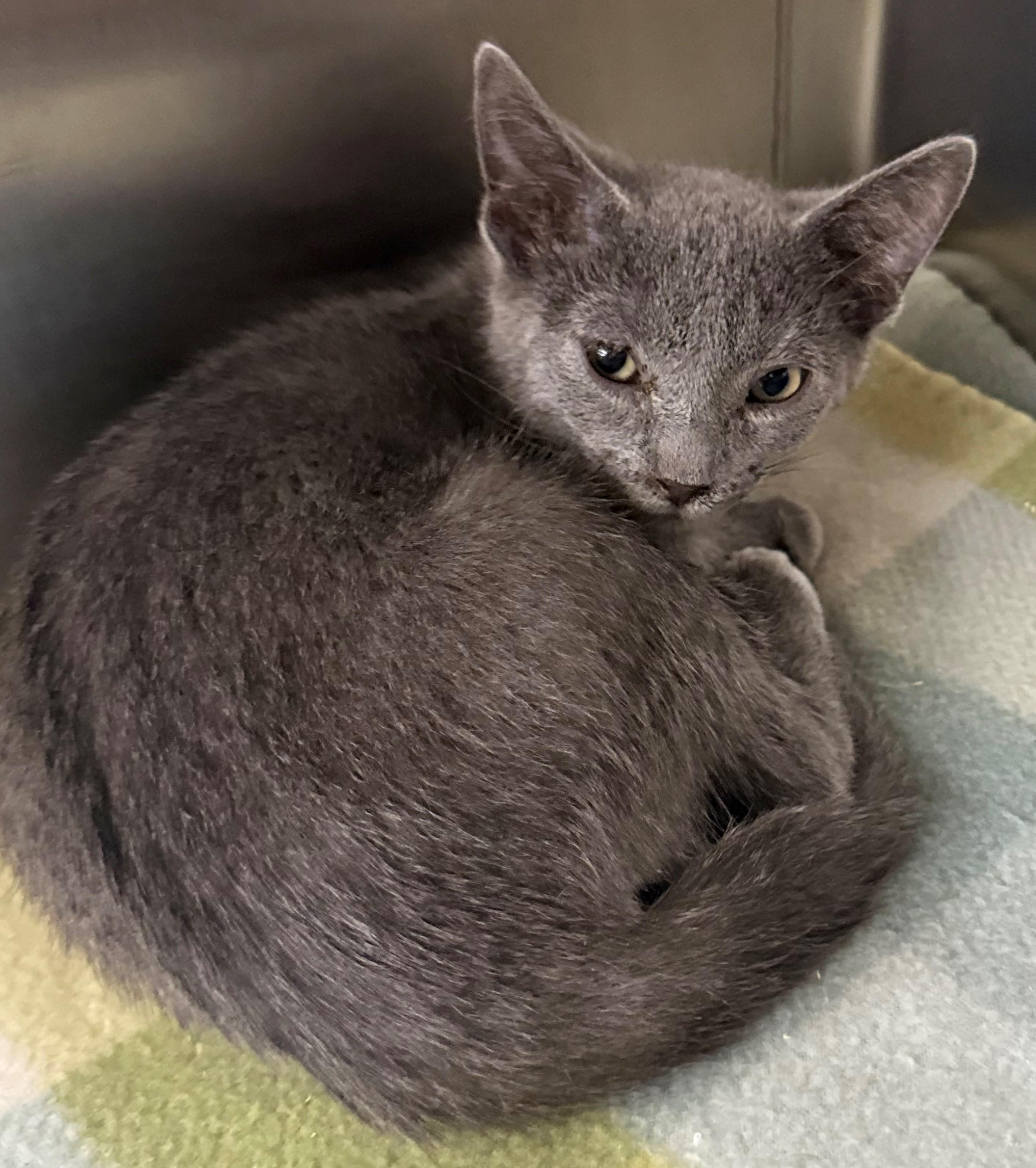 Mike, adopted, Kitten Male Domestic Short Hair.
