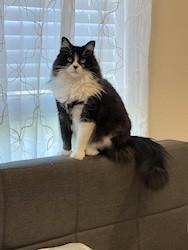 Kibby--FRONT DECLAWED, ADOPTABLE, Senior Female Domestic Medium Hair.