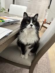 Enlarge Kibby--FRONT DECLAWED, a ADOPTABLE mixed breed in New Orleans, LA image 2/4