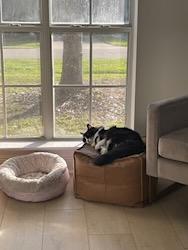 Enlarge Kibby--FRONT DECLAWED, a ADOPTABLE mixed breed in New Orleans, LA image 3/4