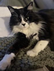 Enlarge Kibby--FRONT DECLAWED, a ADOPTABLE mixed breed in New Orleans, LA image 4/4