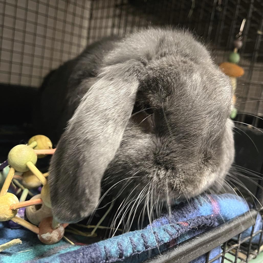 Dumbo, Adoptable, Young Male Mini Lop.