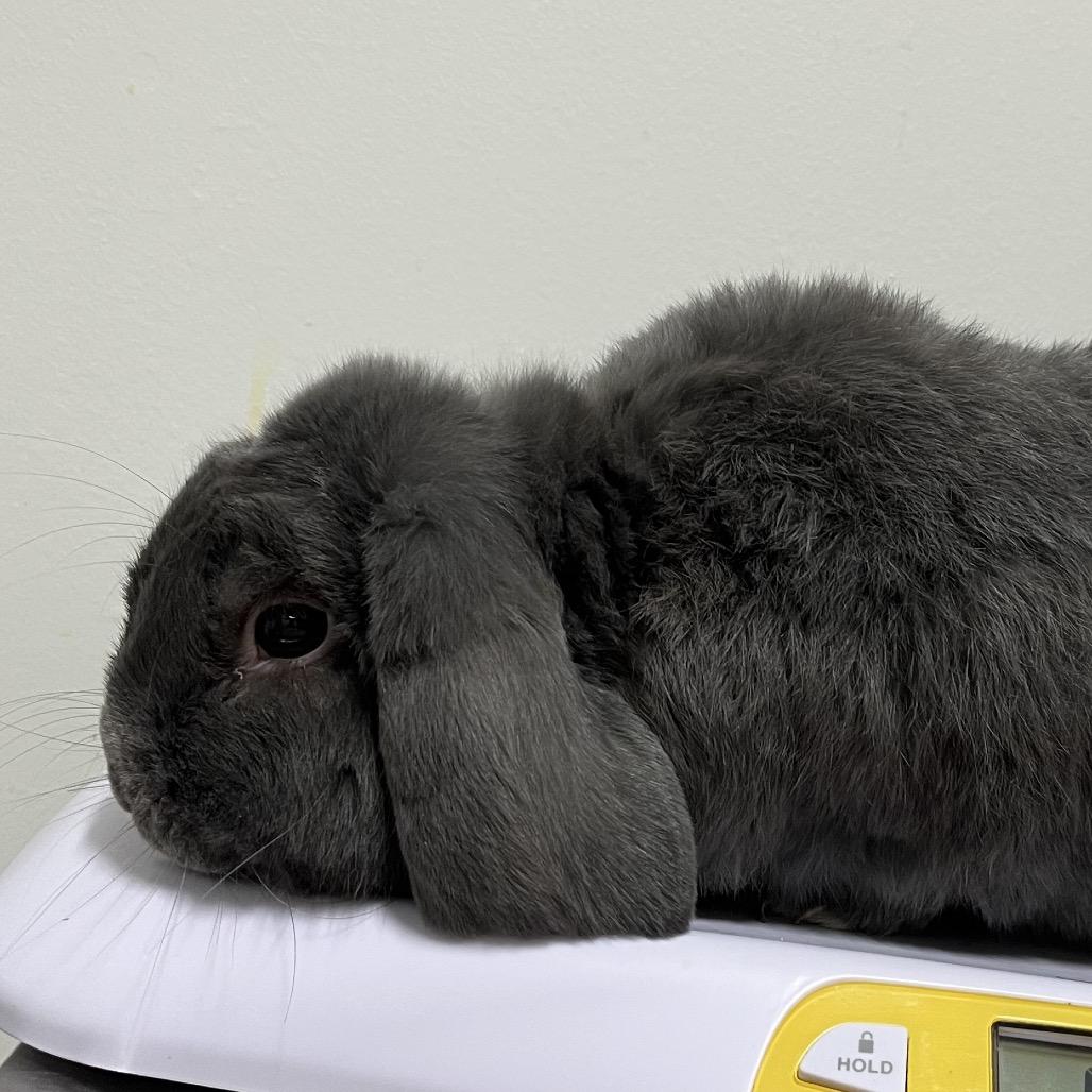 Enlarge Dumbo, a Adoptable Mini Lop in York, PA image 2/3