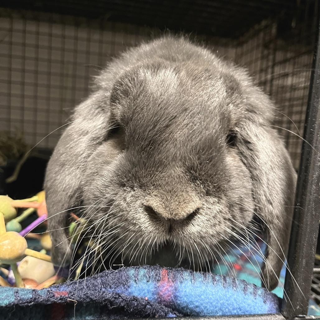 Enlarge Dumbo, a Adoptable Mini Lop in York, PA image 3/3