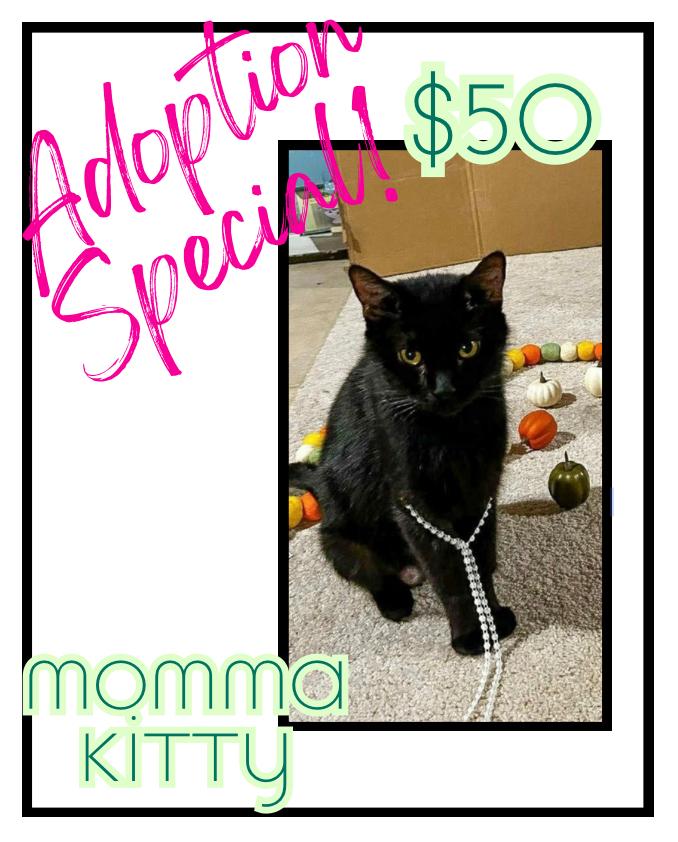 Enlarge Momma Kitty, a Adoptable mixed breed in Poplar Grove, IL image 1/3