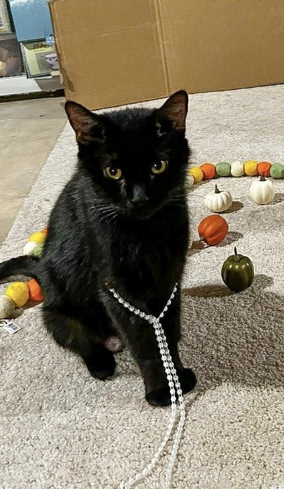 Momma Kitty, Adoptable, Young Female Domestic Short Hair.