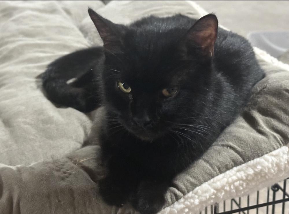 Enlarge Momma Kitty, a Adoptable mixed breed in Poplar Grove, IL image 3/3