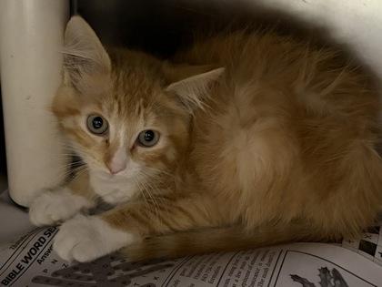Enlarge Harley, an adopted Domestic Short Hair in North Myrtle Beach, SC image 3/4