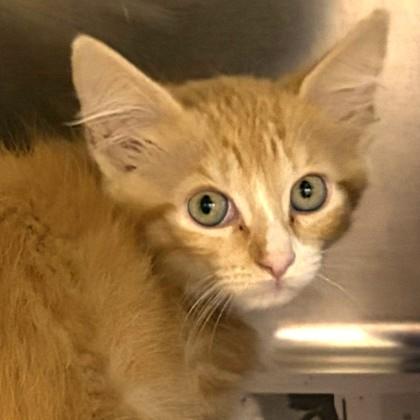 Harley, adopted, Young Male Domestic Short Hair.