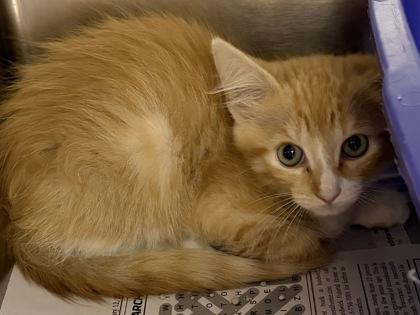 Enlarge Harley, an adopted Domestic Short Hair in North Myrtle Beach, SC image 4/4