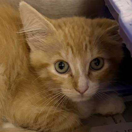 Enlarge Harley, an adopted Domestic Short Hair in North Myrtle Beach, SC image 2/4