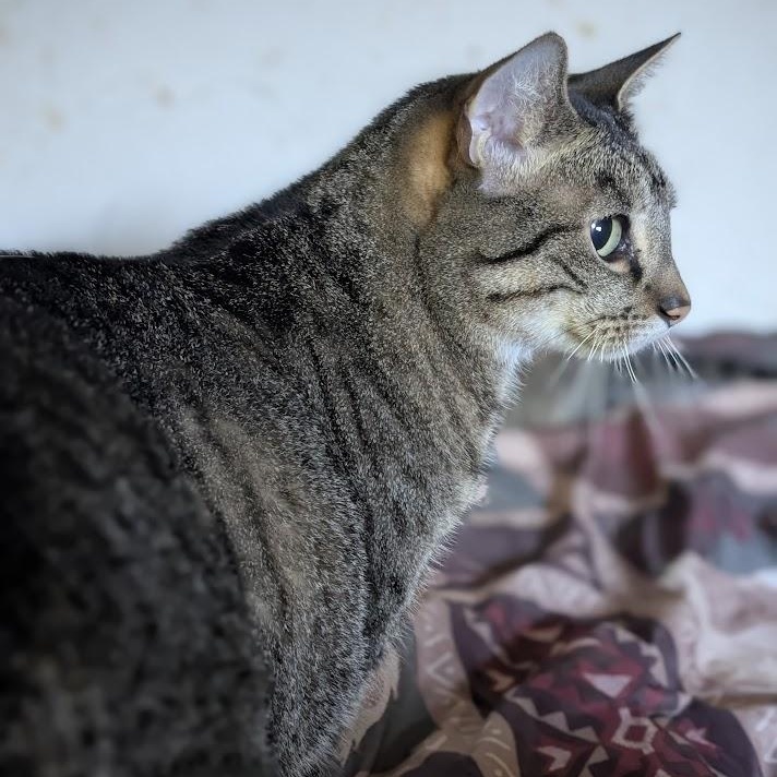 Enlarge CLYDE, a Adoptable mixed breed in Parry Sound, ON image 4/5