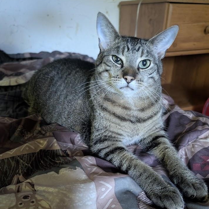 Enlarge CLYDE, a Adoptable mixed breed in Parry Sound, ON image 1/5