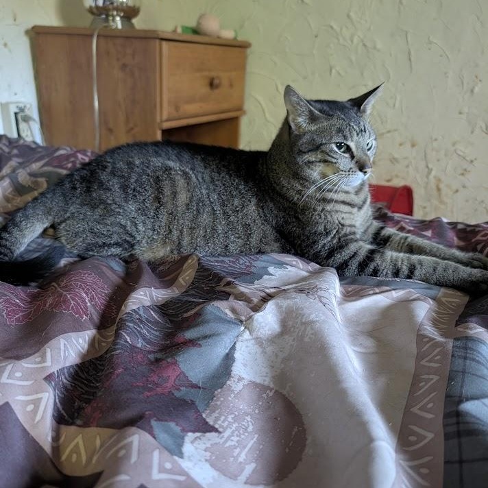 Enlarge CLYDE, a Adoptable mixed breed in Parry Sound, ON image 3/5