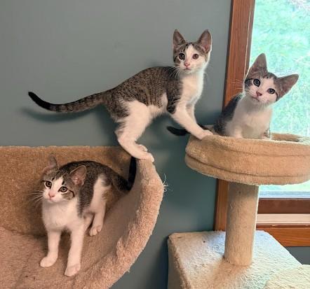 Enlarge Betsy, an adopted Domestic Short Hair in Andover, MN image 5/6