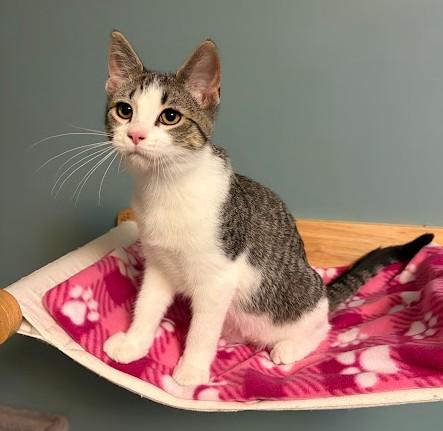 Betsy, adopted, Kitten Female Domestic Short Hair.