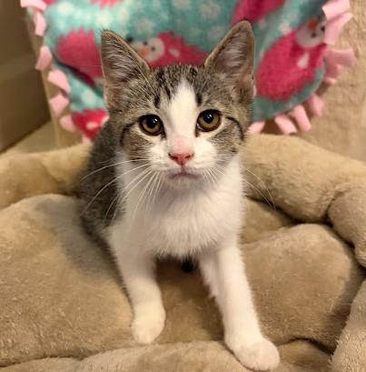 Enlarge Betsy, an adopted Domestic Short Hair in Andover, MN image 3/6