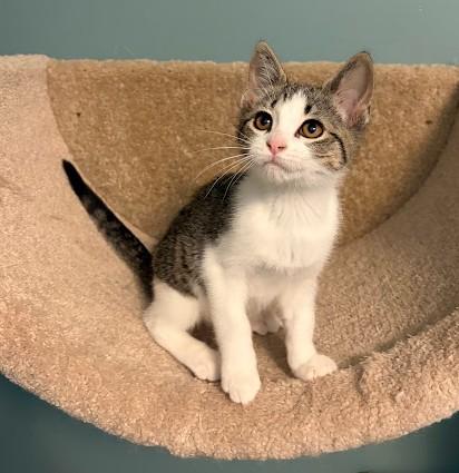 Enlarge Betsy, an adopted Domestic Short Hair in Andover, MN image 2/6
