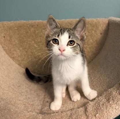 Enlarge Betsy, an adopted Domestic Short Hair in Andover, MN image 4/6