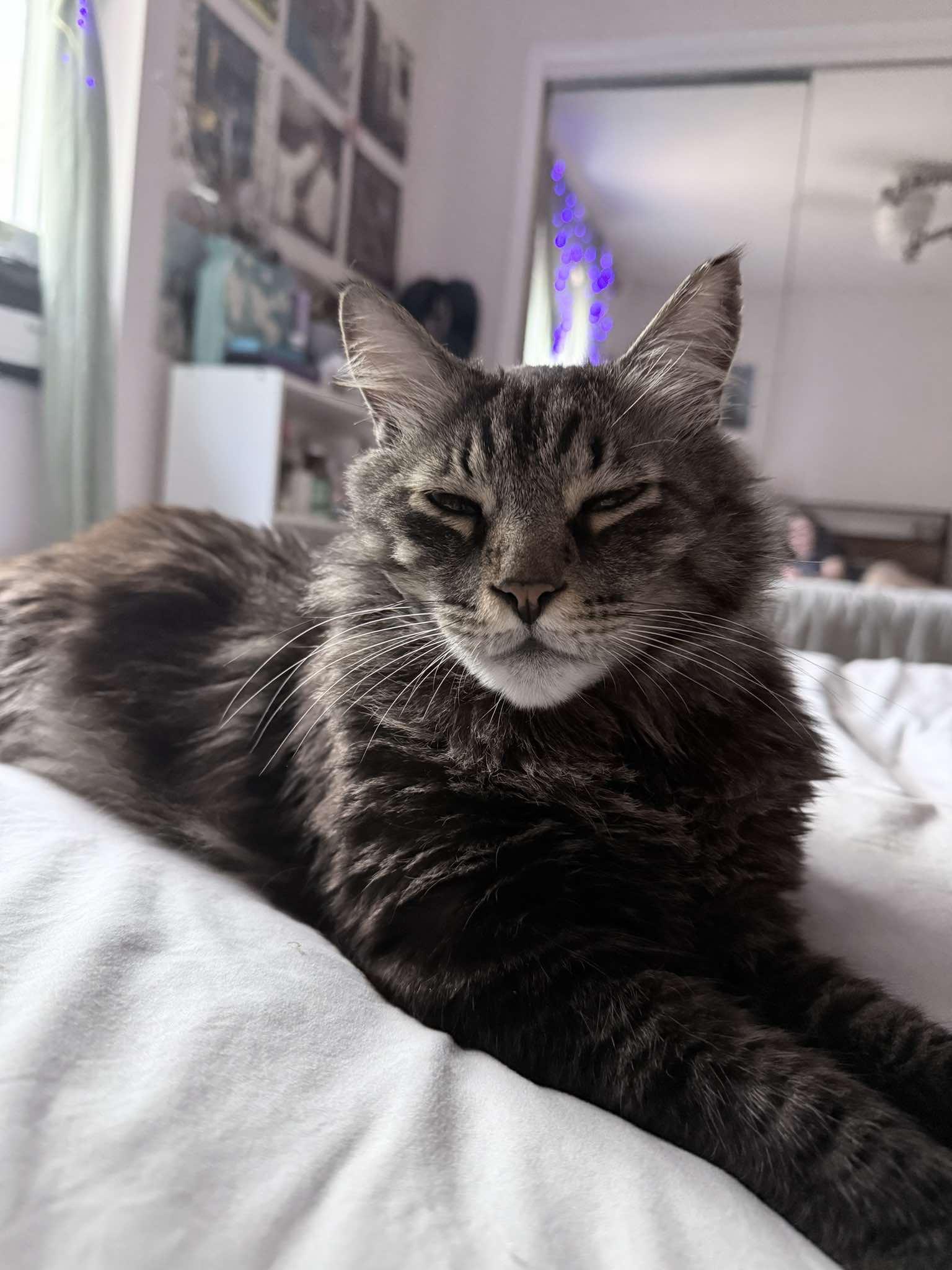 Enlarge Hazel, a Adopted Maine Coon in largo, FL image 3/3