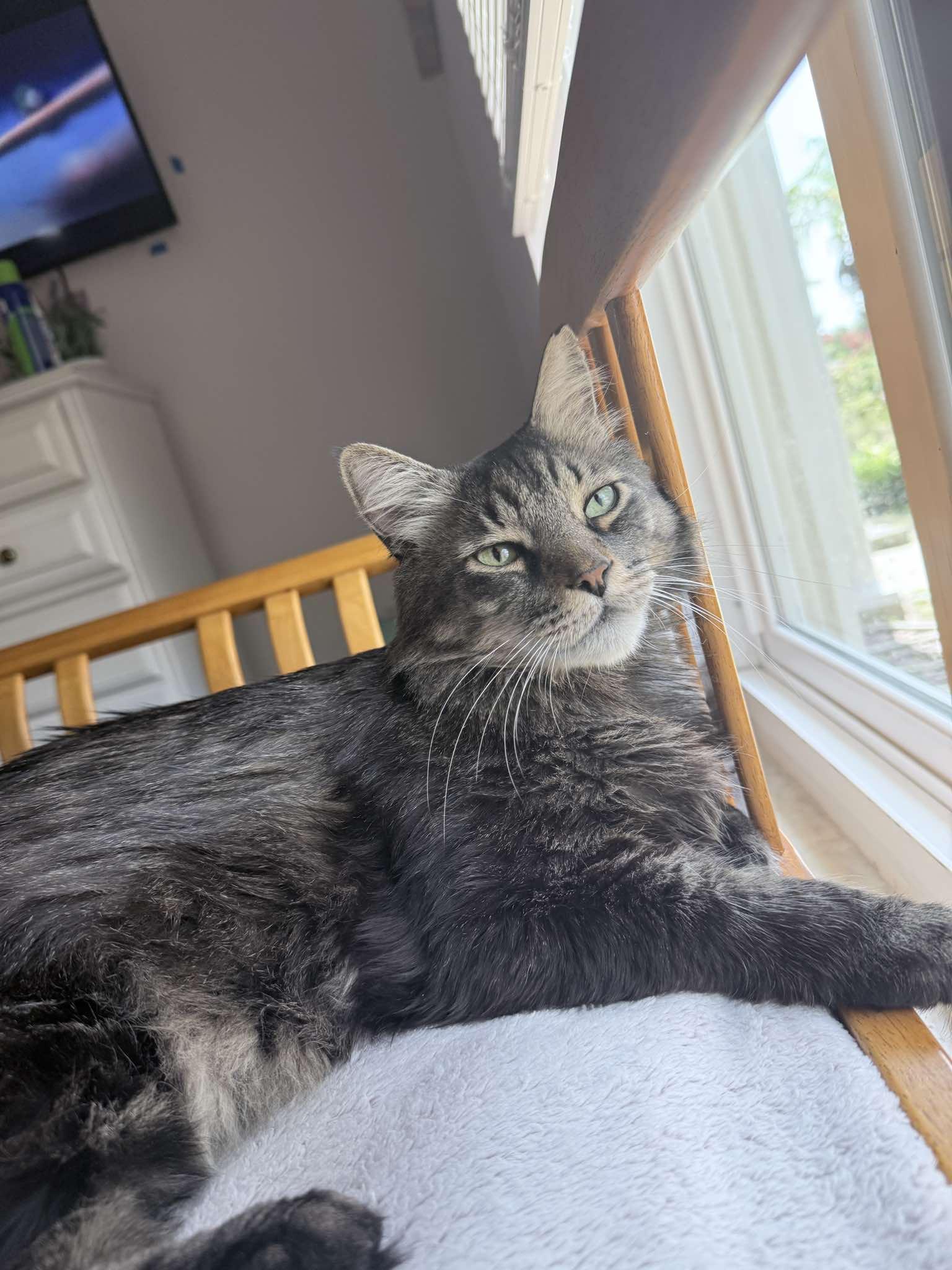Enlarge Hazel, a Adopted Maine Coon in largo, FL image 2/3