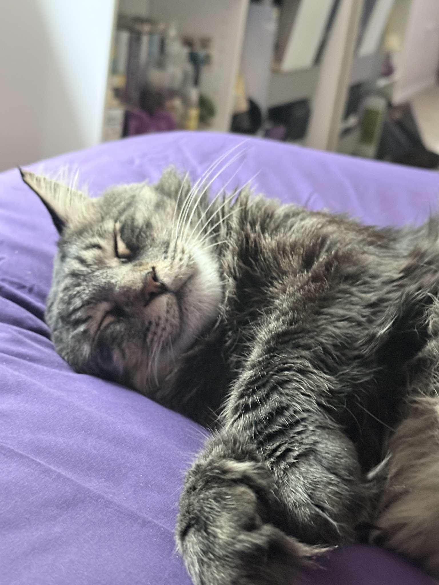 Hazel, Adopted, Senior Male Maine Coon.