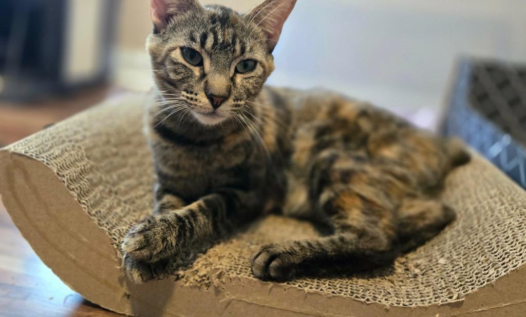 Storybell, a Adoptable Manx in Newnan, GA image 1/2
