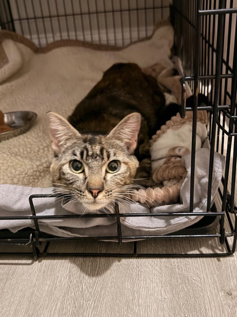 Storybell, a Adoptable Manx in Newnan, GA image 2/2