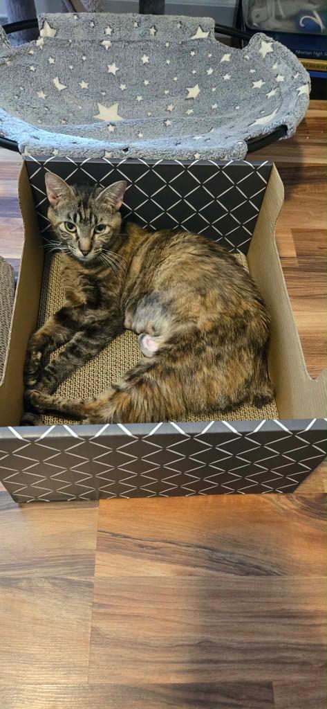 Enlarge Storybell, a Adoptable Manx in Newnan, GA image 3/4