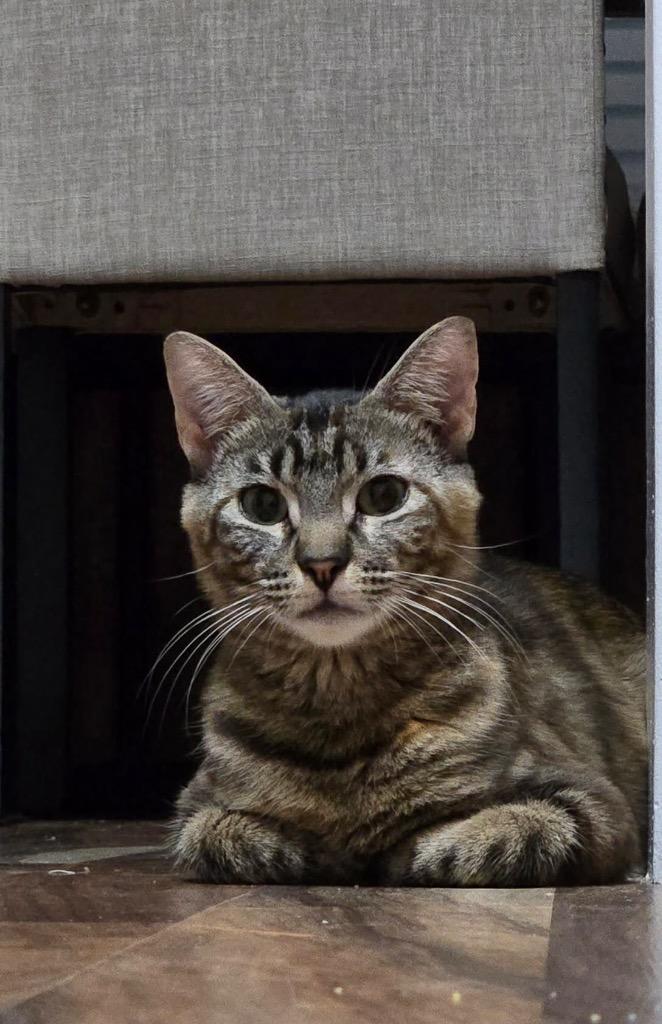 Enlarge Storybell, a Adoptable Manx in Newnan, GA image 4/4