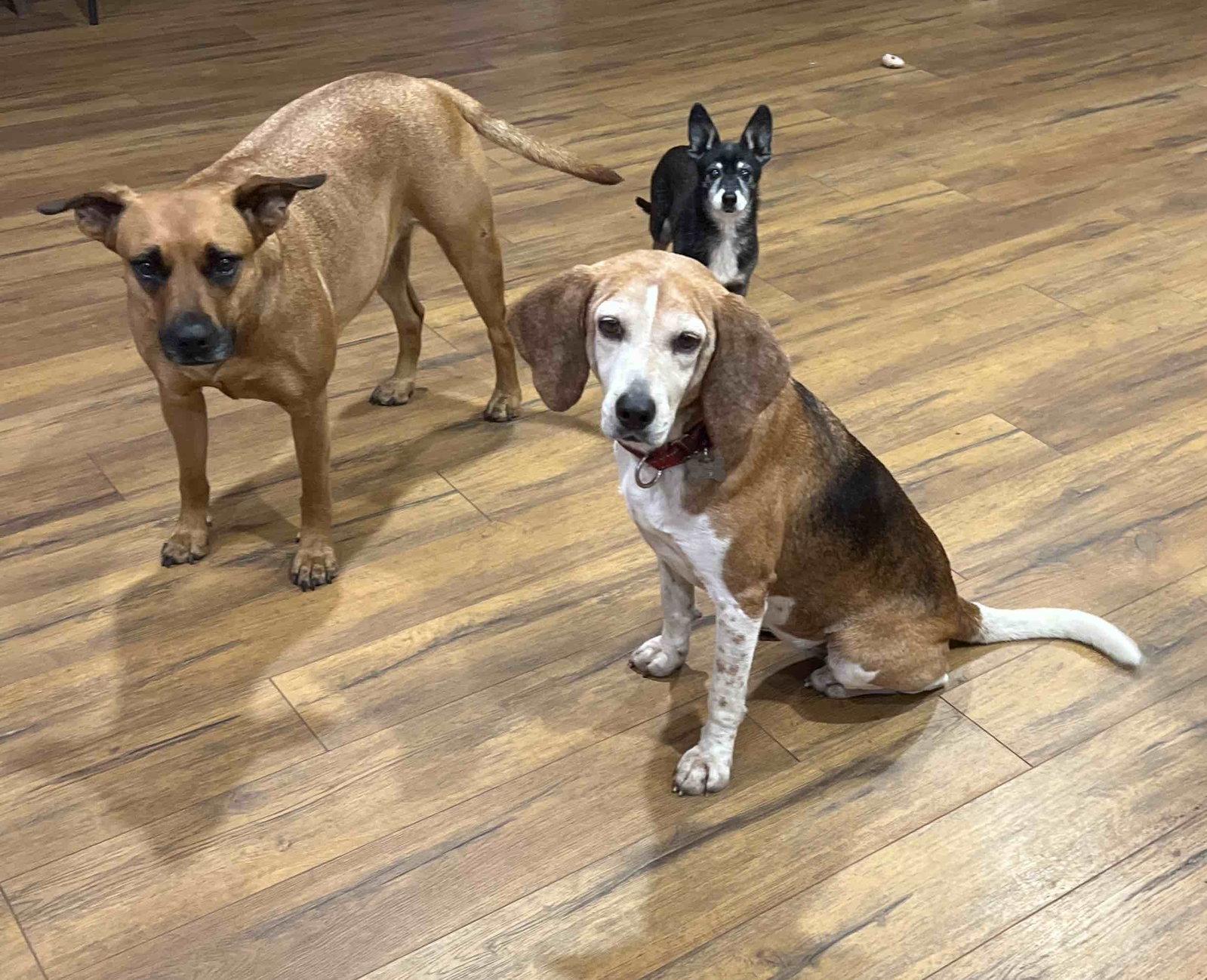 Enlarge Mabel Joy, a Adoptable Beagle in Tampa, FL image 1/3