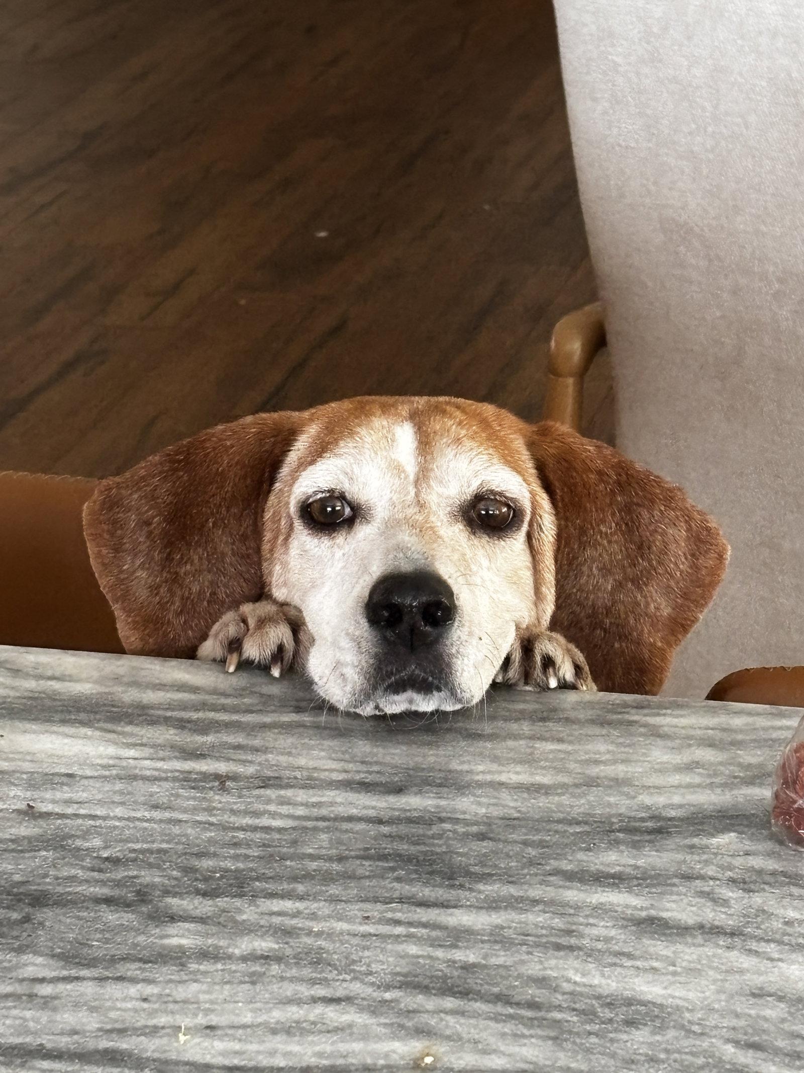 Enlarge Mabel Joy, a Adoptable Beagle in Tampa, FL image 3/3