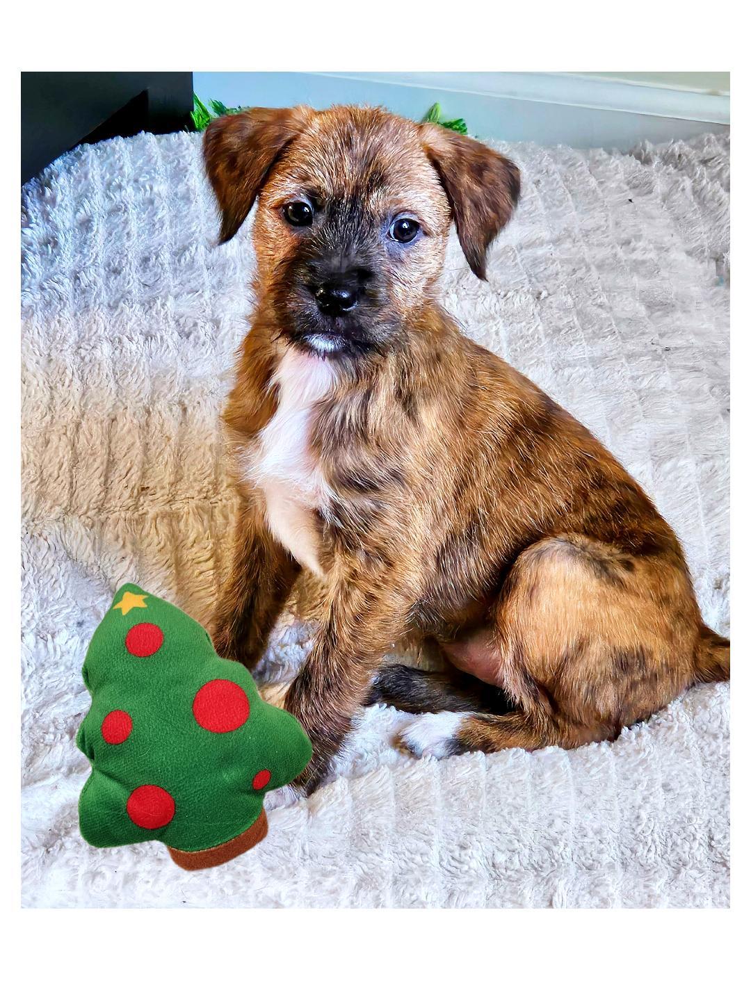 Lisa , ADOPTABLE, Puppy Female Cairn Terrier & Corgi.