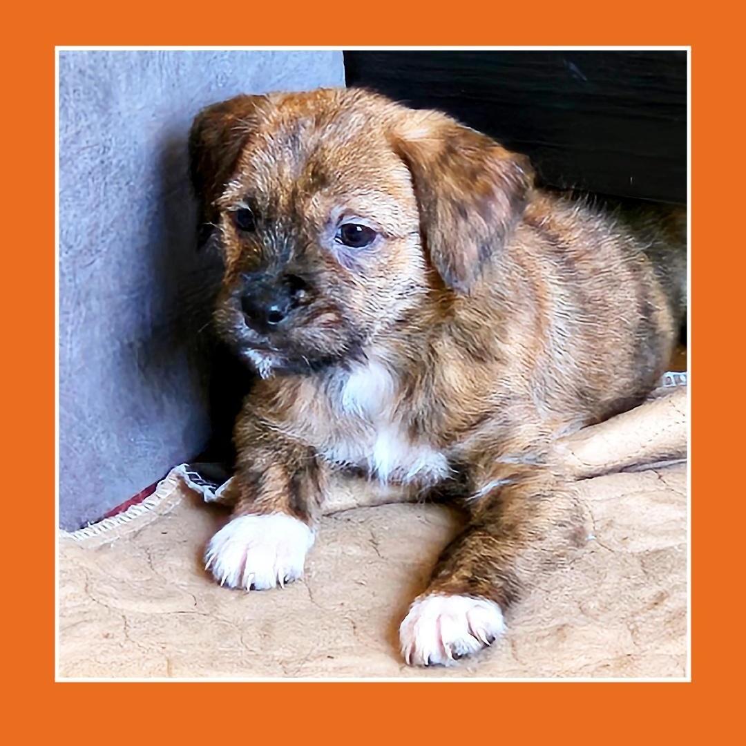 Enlarge Lisa , a hold mixed breed in Lake Geneva, WI image 2/5