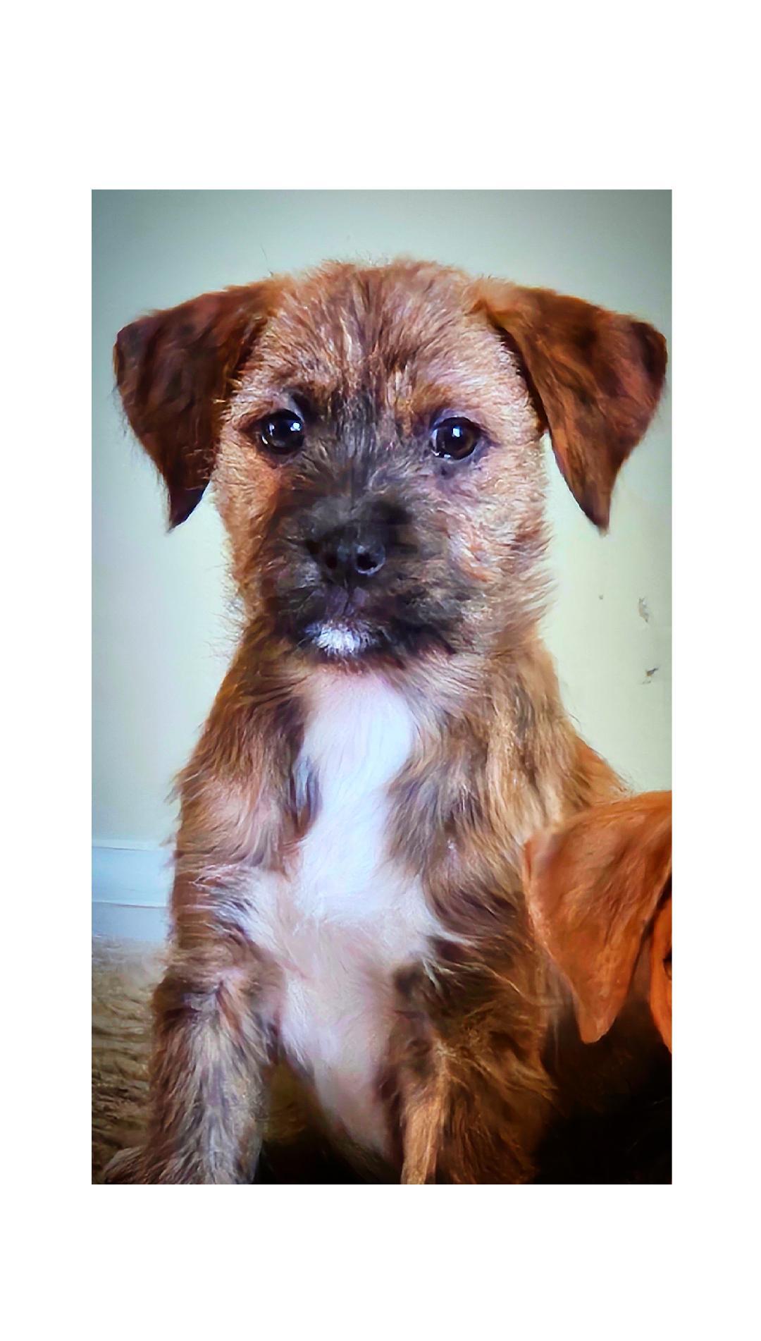 Enlarge Lisa , a hold mixed breed in Lake Geneva, WI image 3/5