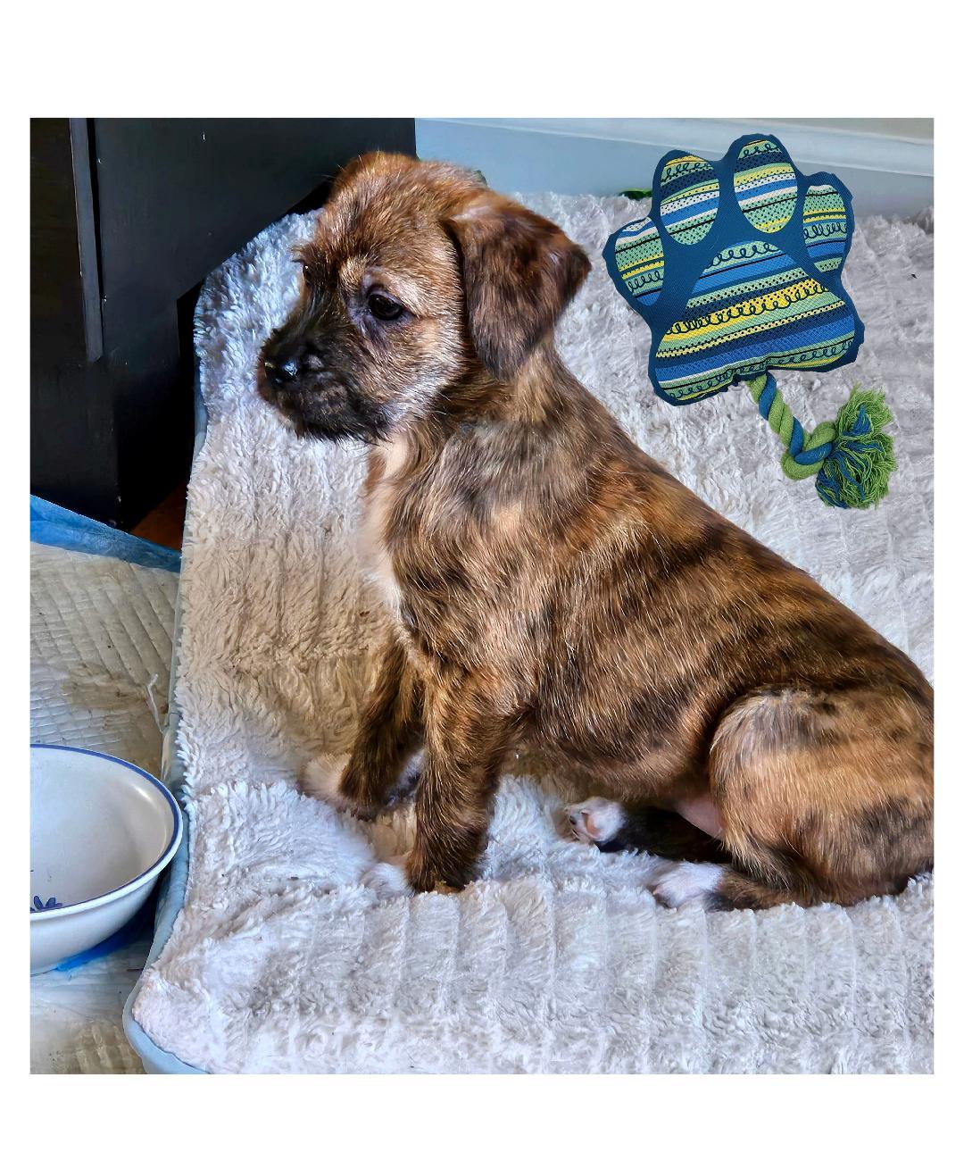 Enlarge Lisa , a hold mixed breed in Lake Geneva, WI image 4/5