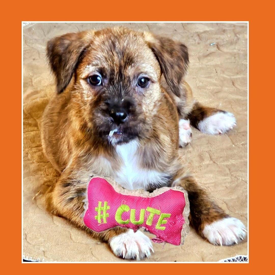 Enlarge Lisa , a hold mixed breed in Lake Geneva, WI image 5/5