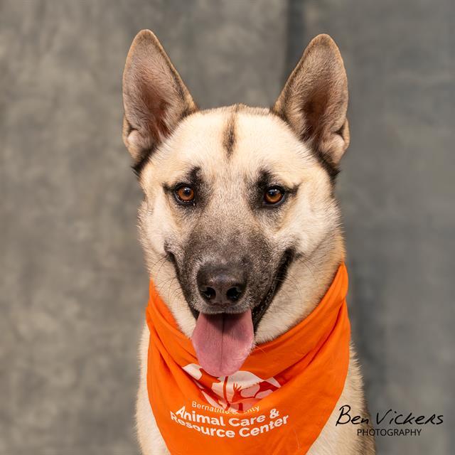 TABBY, Adoptable, Young Male German Shepherd Dog & Husky.