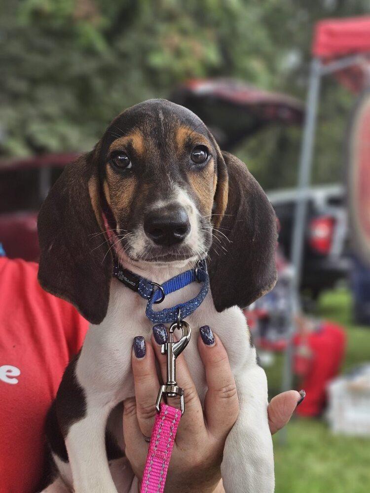 Beau, Adoptable, Puppy Male Foxhound & Hound.