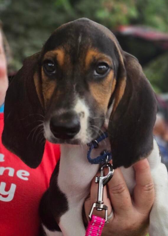 Enlarge Beau, a Adoptable mixed breed in Louisa, VA image 2/5