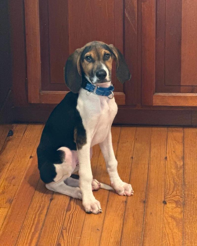 Enlarge Beau, a Adoptable mixed breed in Louisa, VA image 3/5