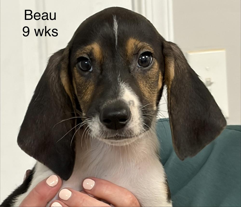 Enlarge Beau, a Adoptable mixed breed in Louisa, VA image 4/5