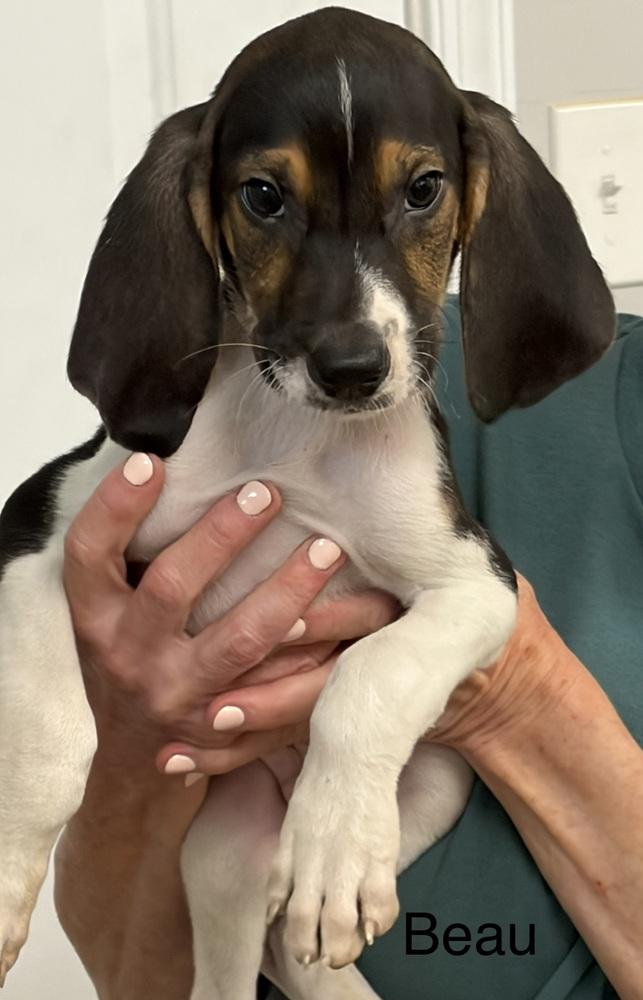 Enlarge Beau, a Adoptable mixed breed in Louisa, VA image 5/5