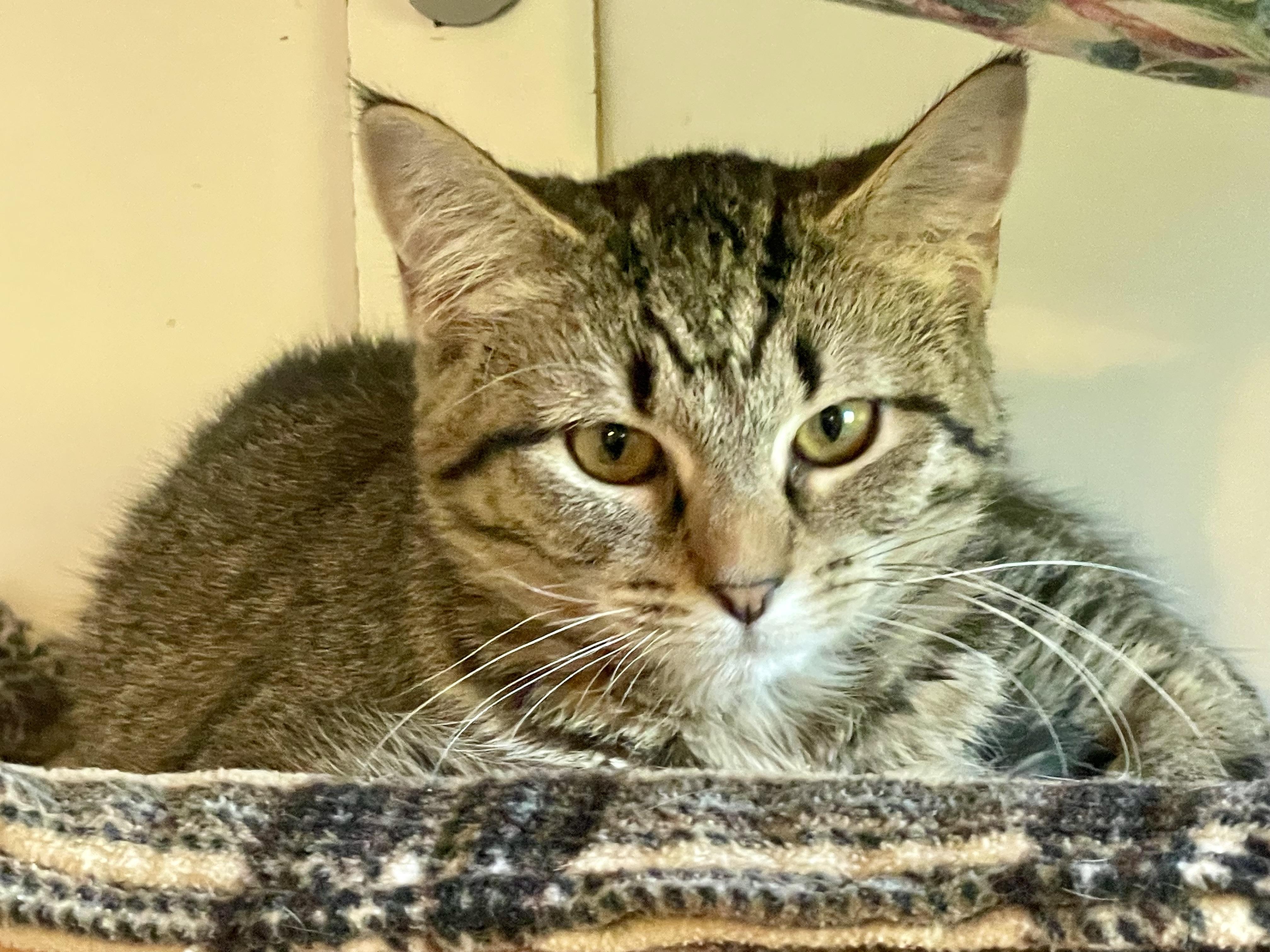 Enlarge Tessa, a Adoptable mixed breed in Lacon, IL image 3/3